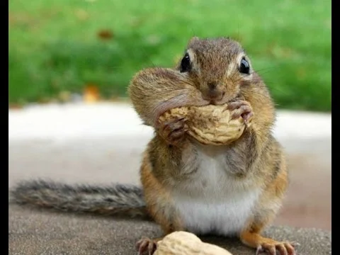 Do you soak your nutz ?