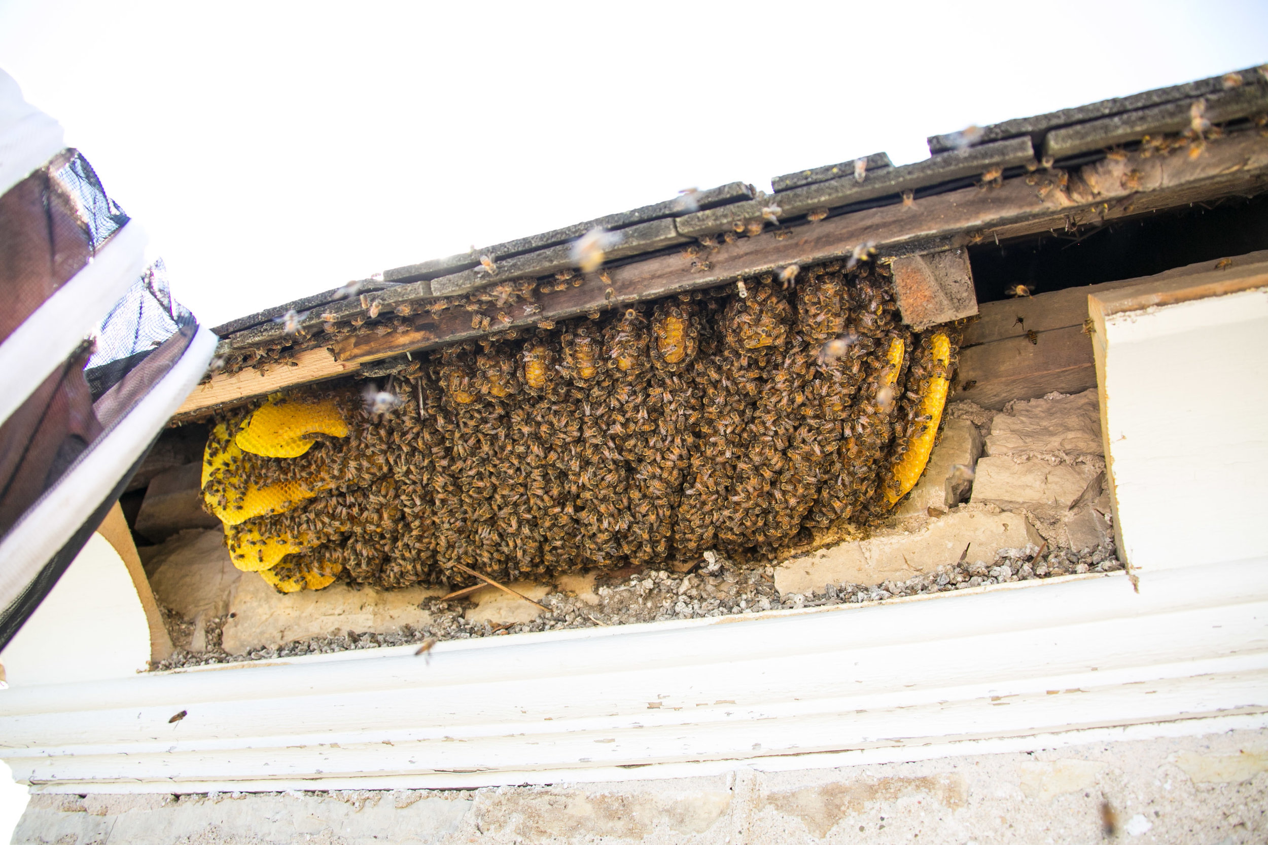 Bee swarm removal at St. Rose Church