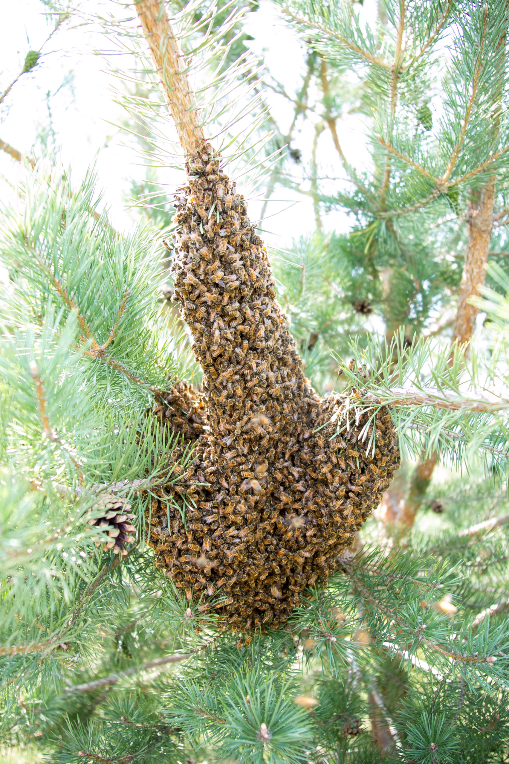 Bee swarm