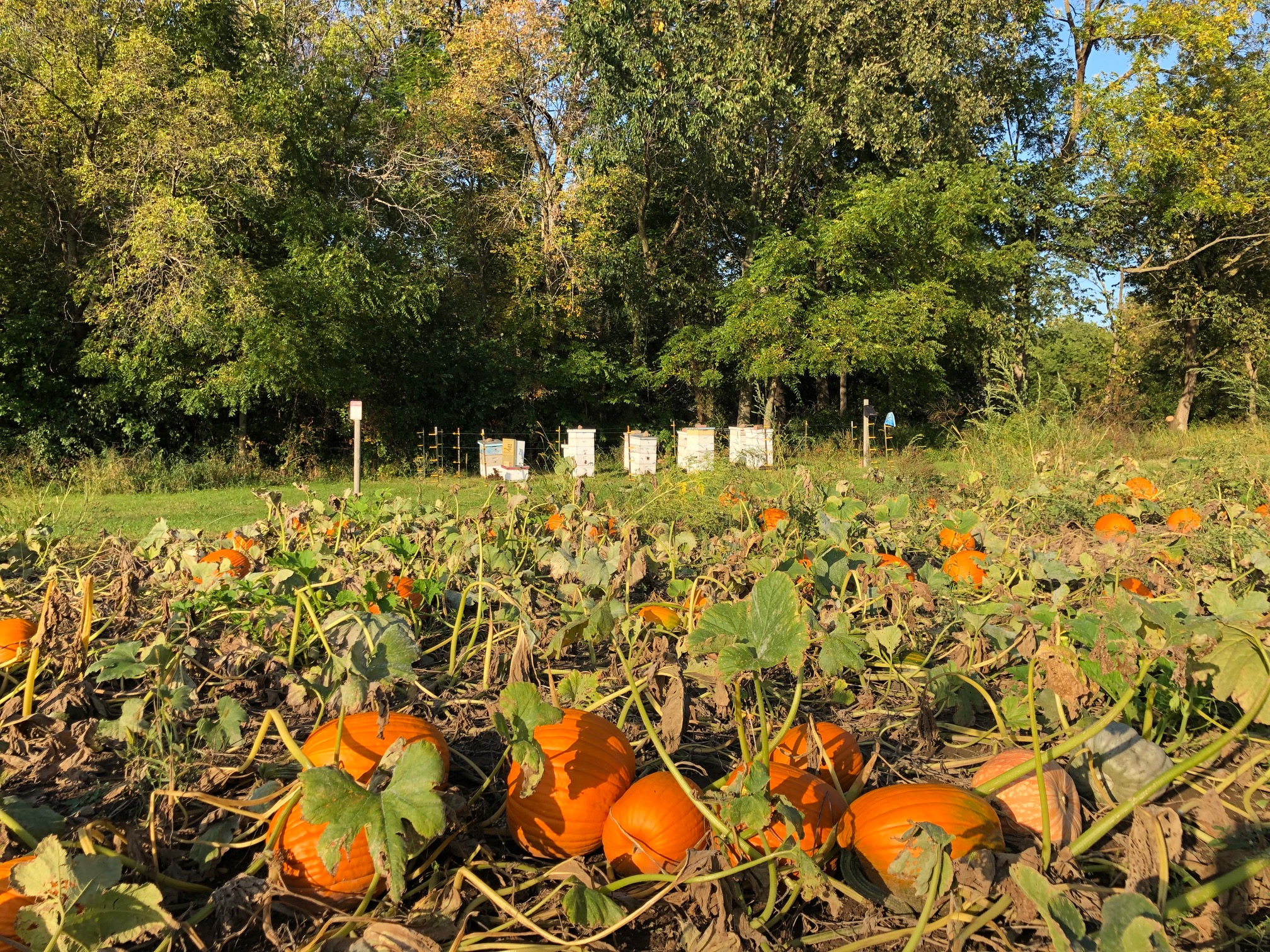 Bees and Pumpkins! Lendt's Pumpkin Patch - open every day starting Sept 21st until the end of October. You can buy our honey there also! Happy bees - large pumpkins!