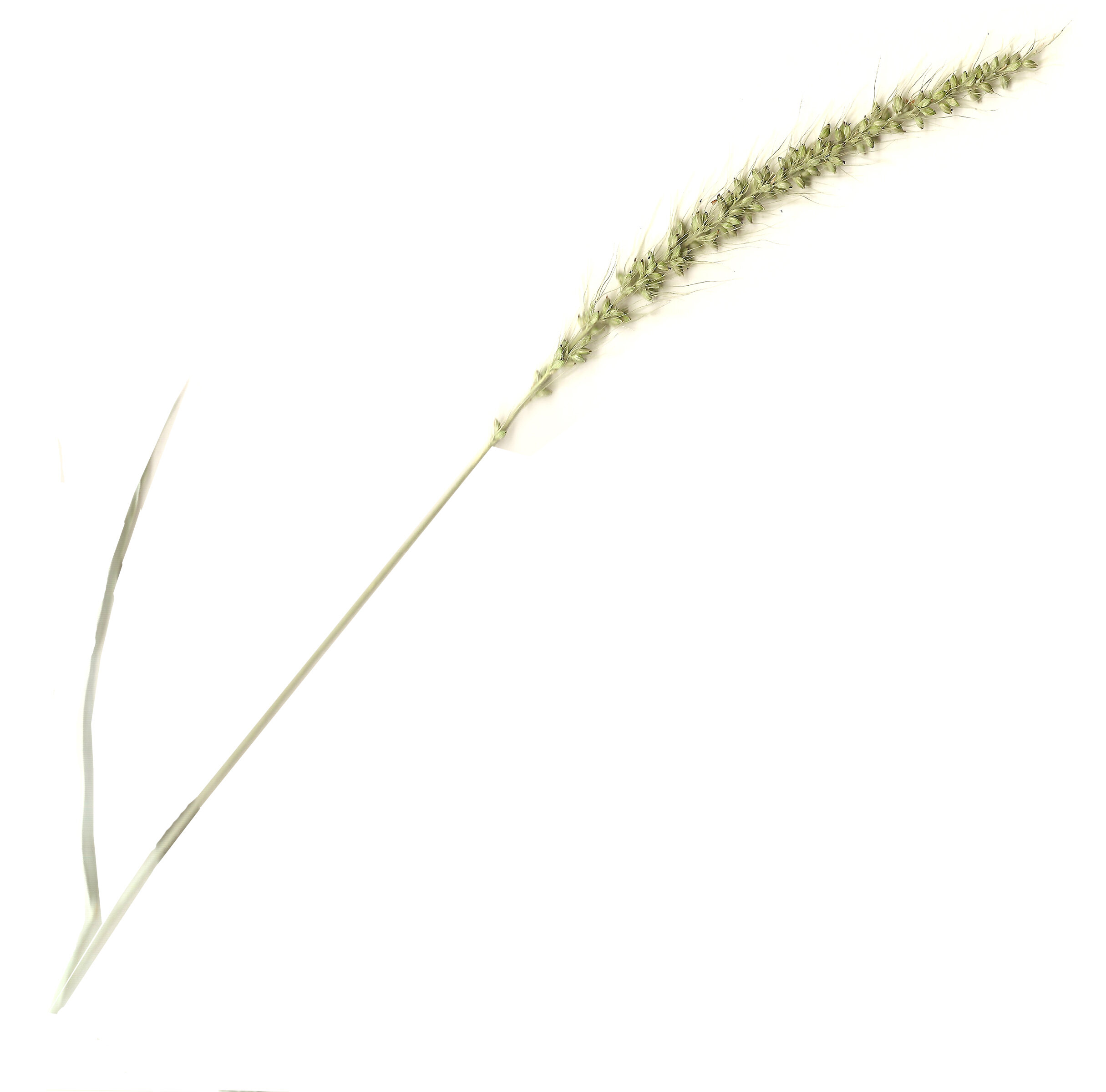 plains bristlegrass.jpg