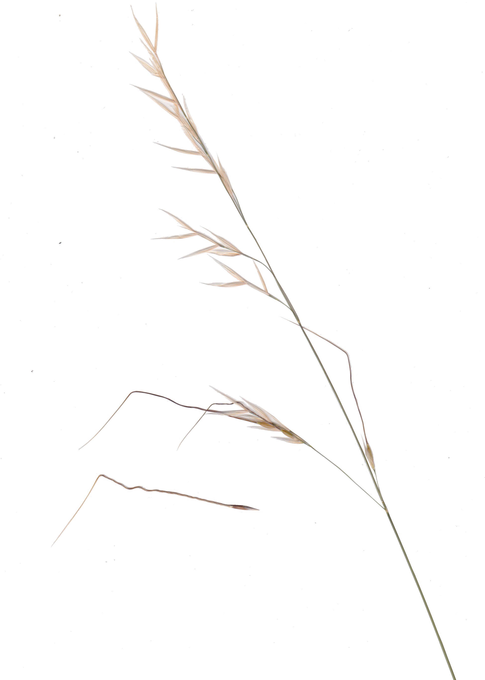 speargrass.jpg