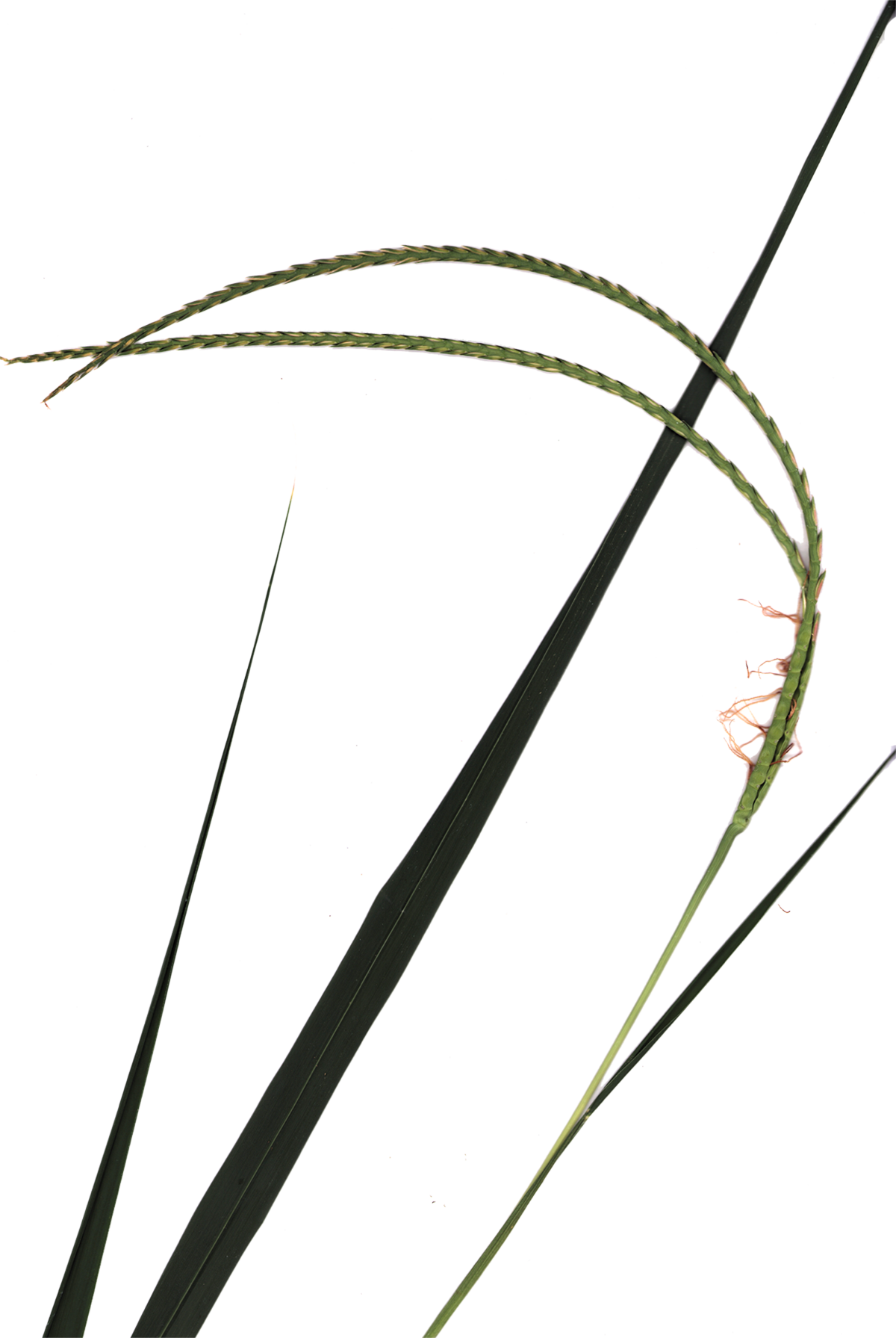 Eastern gamagrass sample 2.png