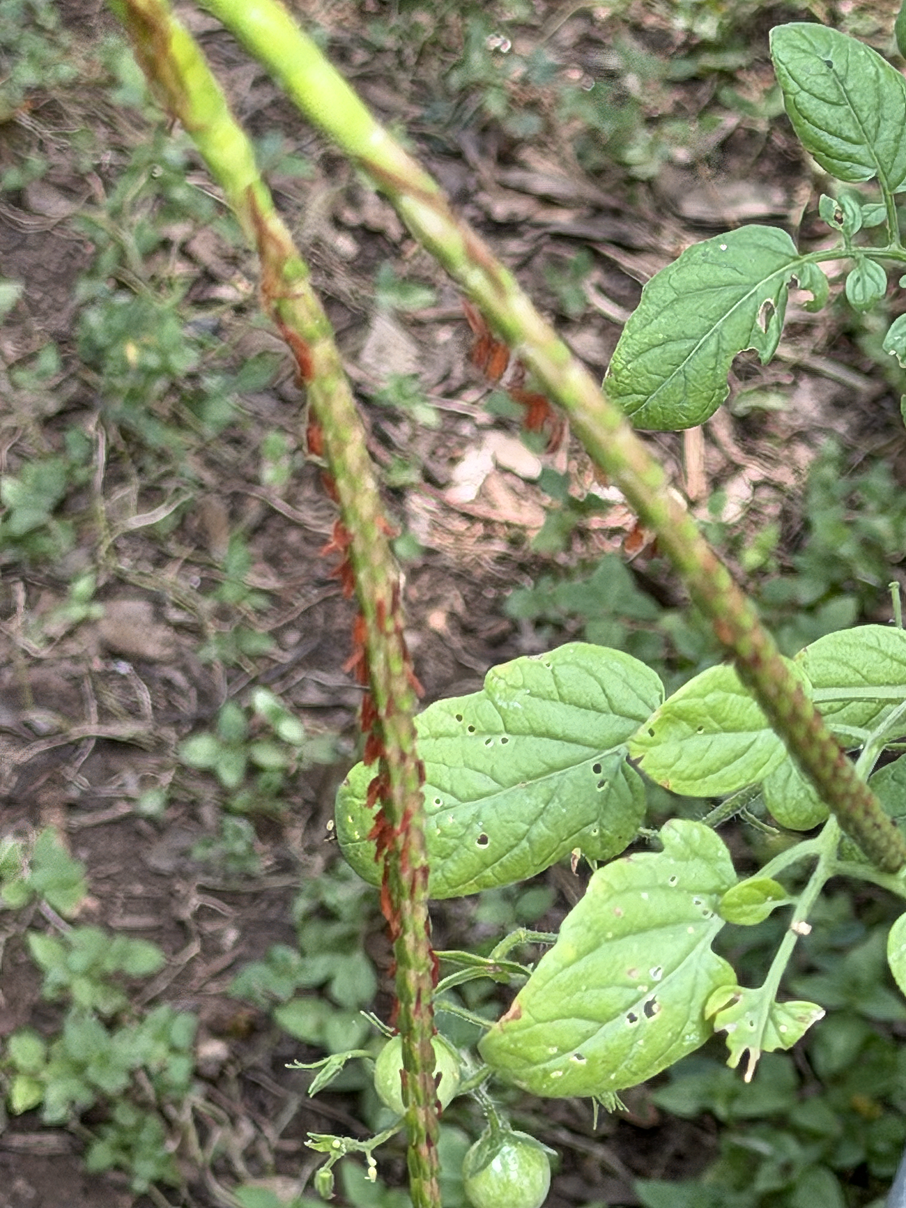 eastern gamagrass.1.png