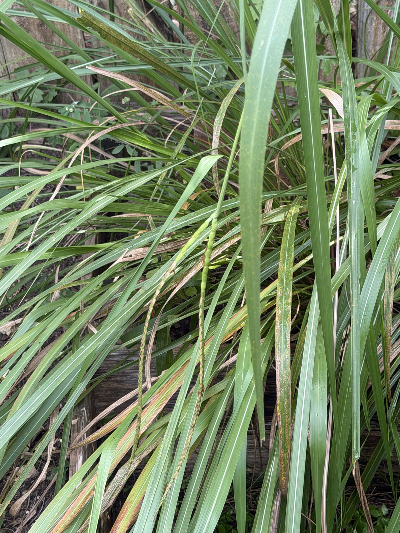 eastern gamagrass.2.png
