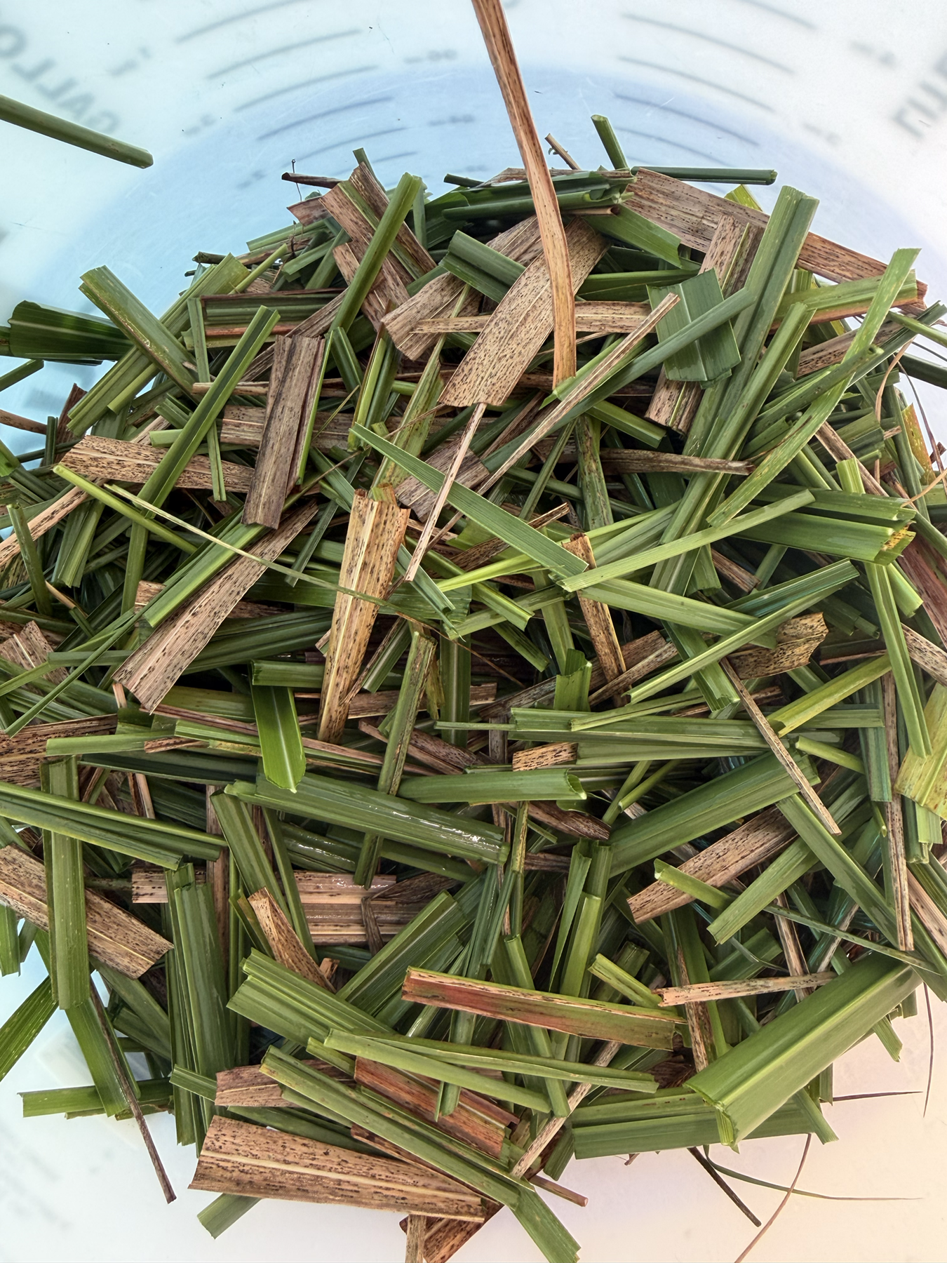 eastern gamagrass.3.png