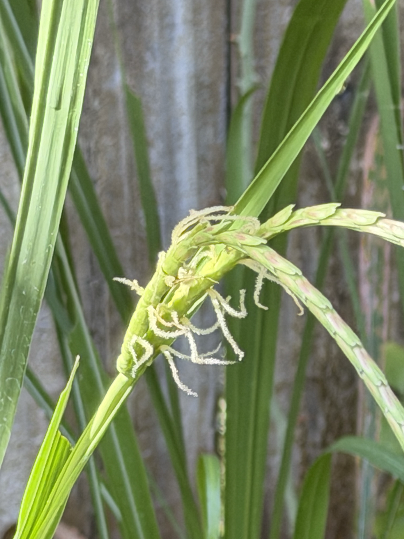 eastern gamagrass.4.png