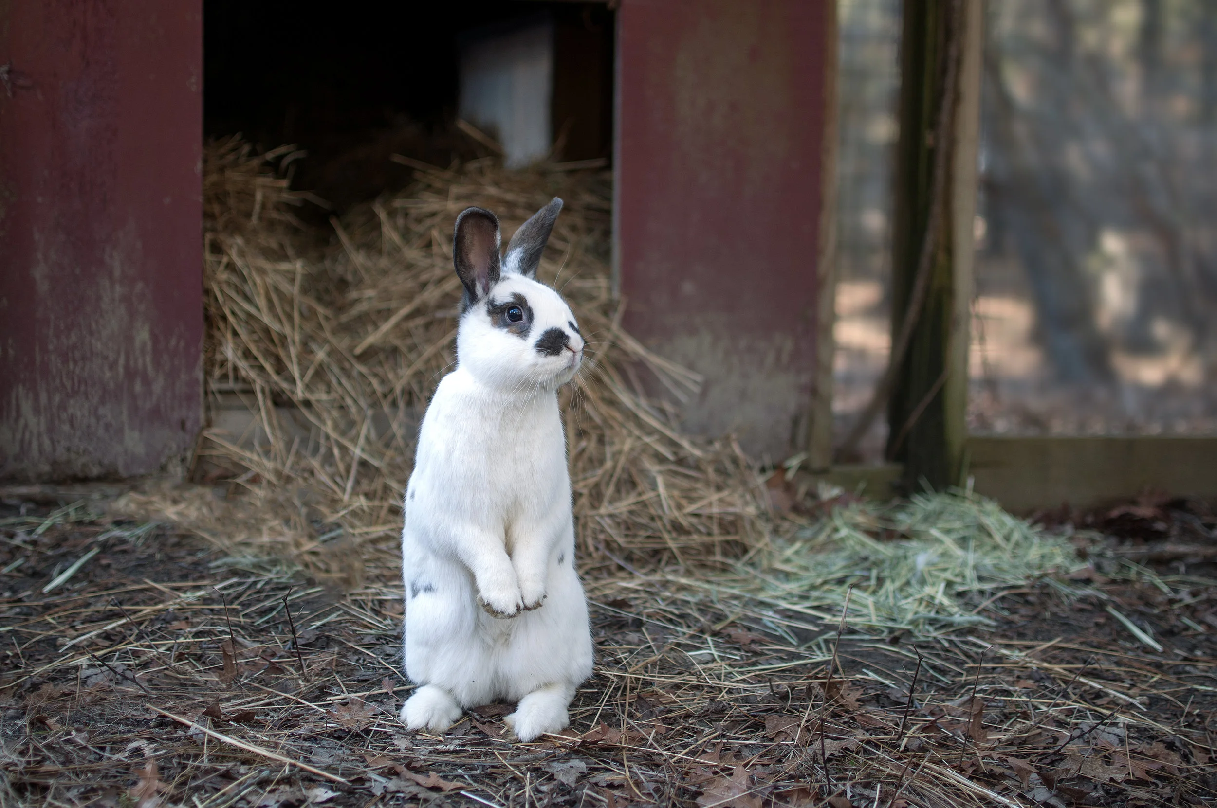 rabbits.jpg