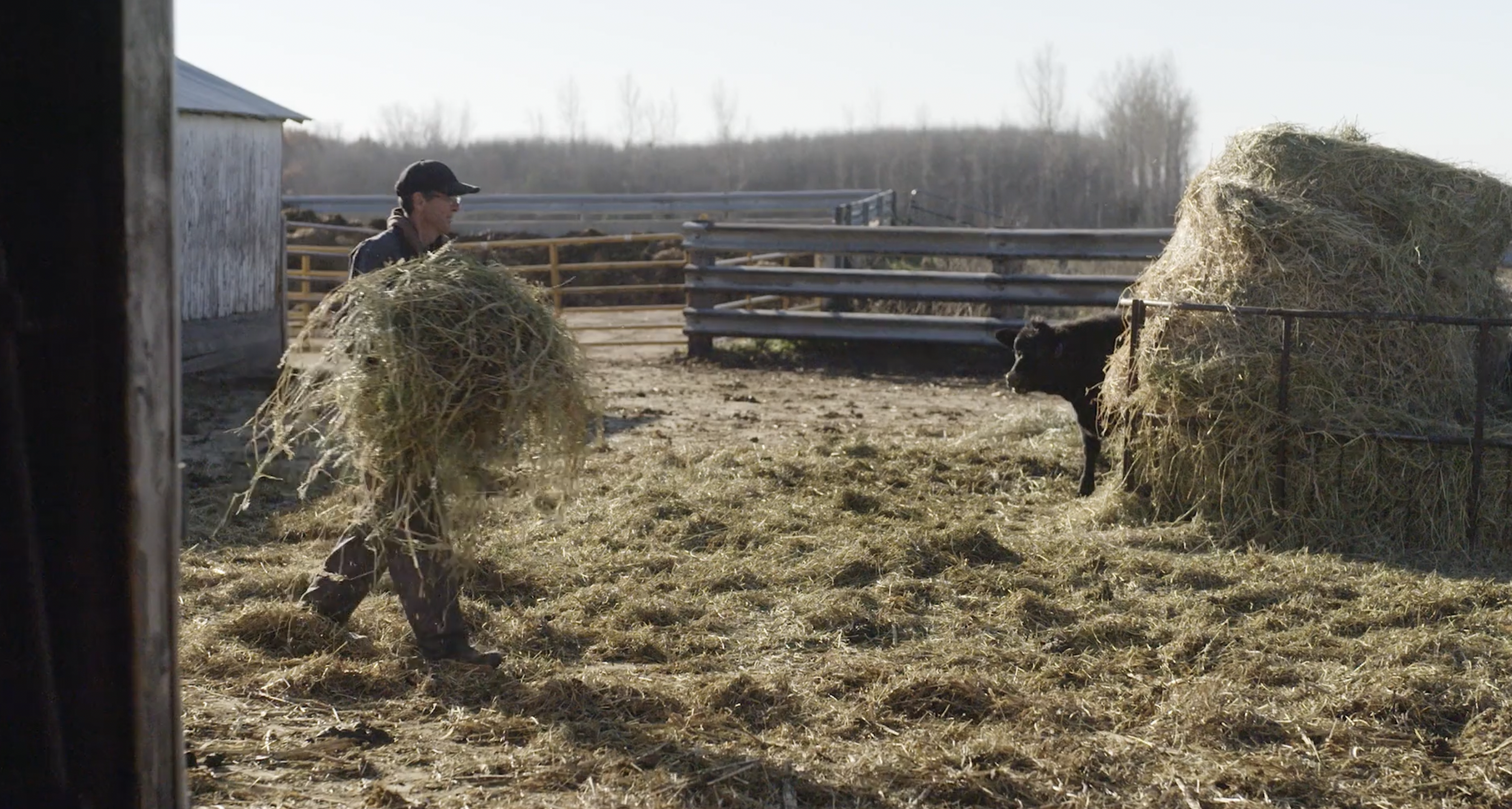 Farmer Dan for LetsGetChecked 