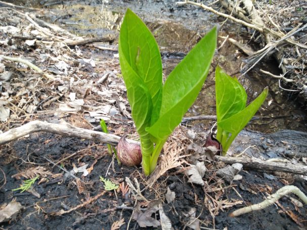 skunk cabbage 2.jpg