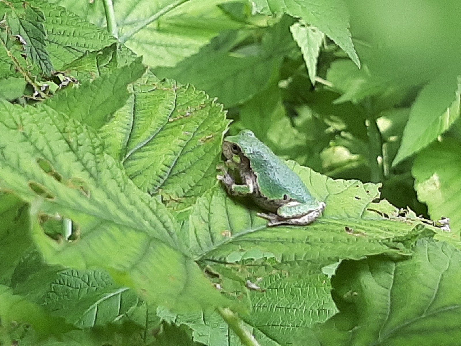 graytreefrog.jpg