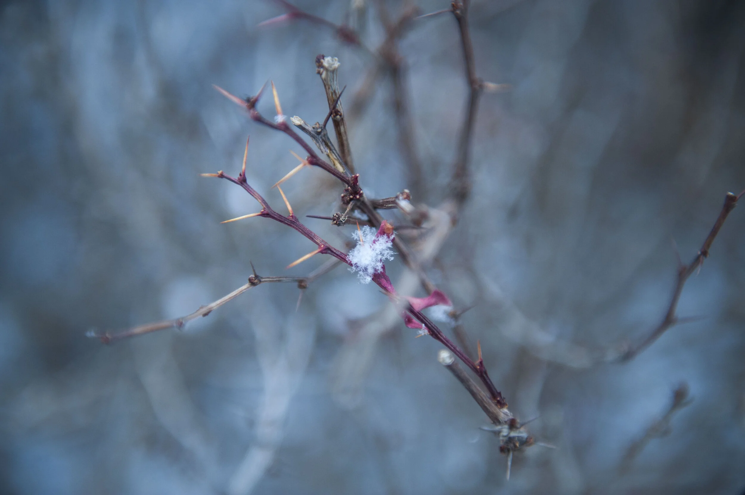 WILD CHILD Wintermission: Spot Tree Buds