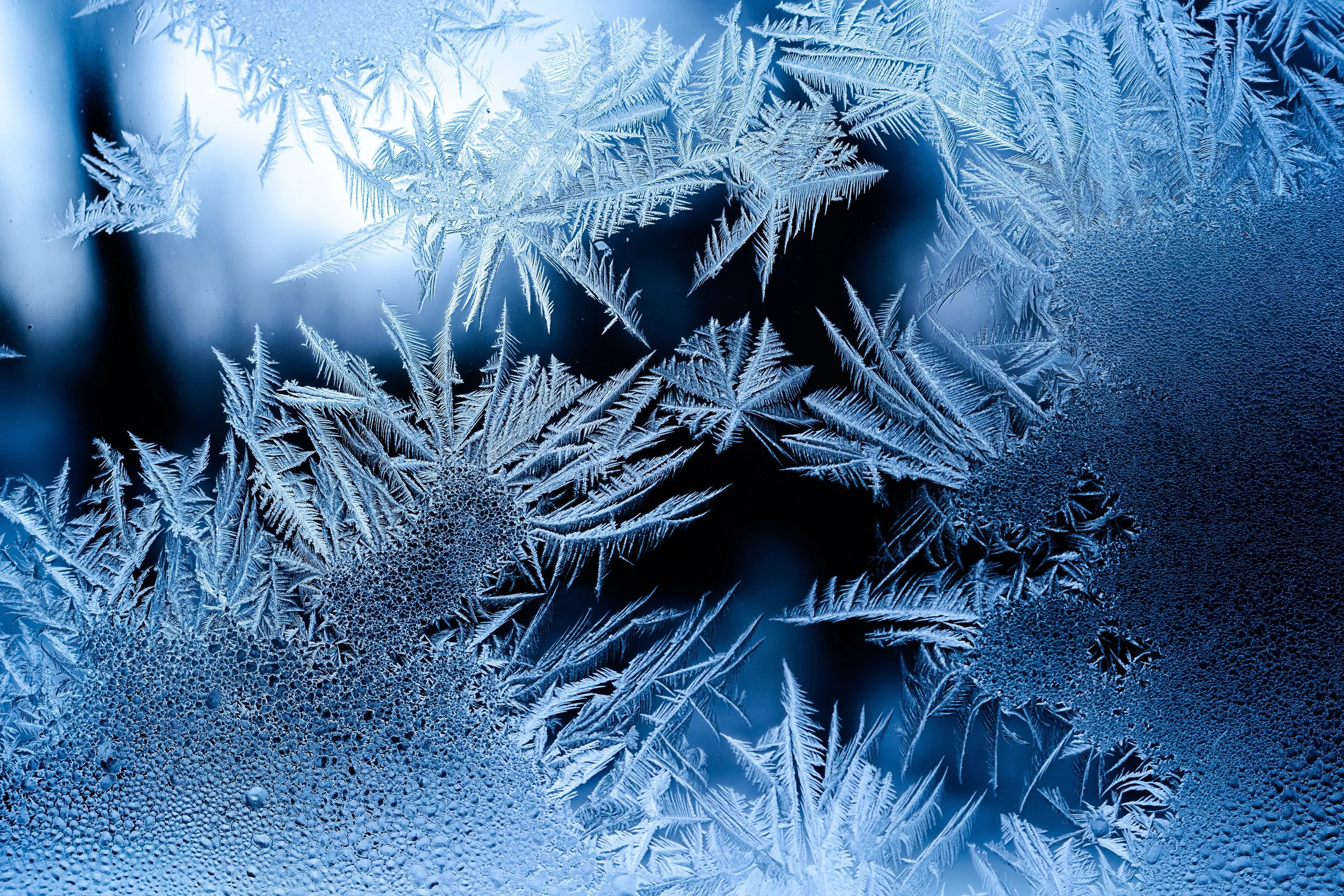 WILD CHILD : Frost