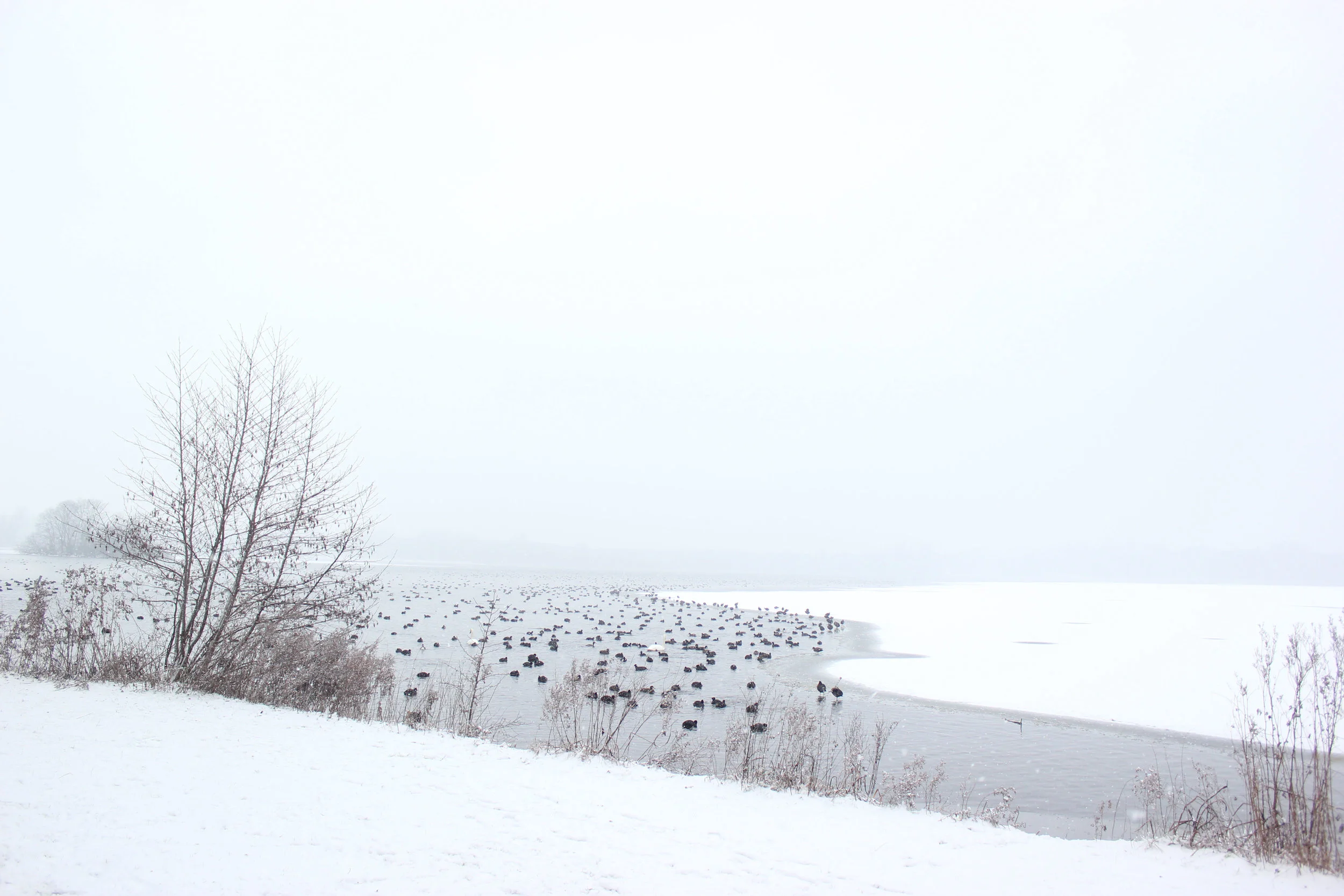 WILD CHILD Wintermission: VIsit an ESA