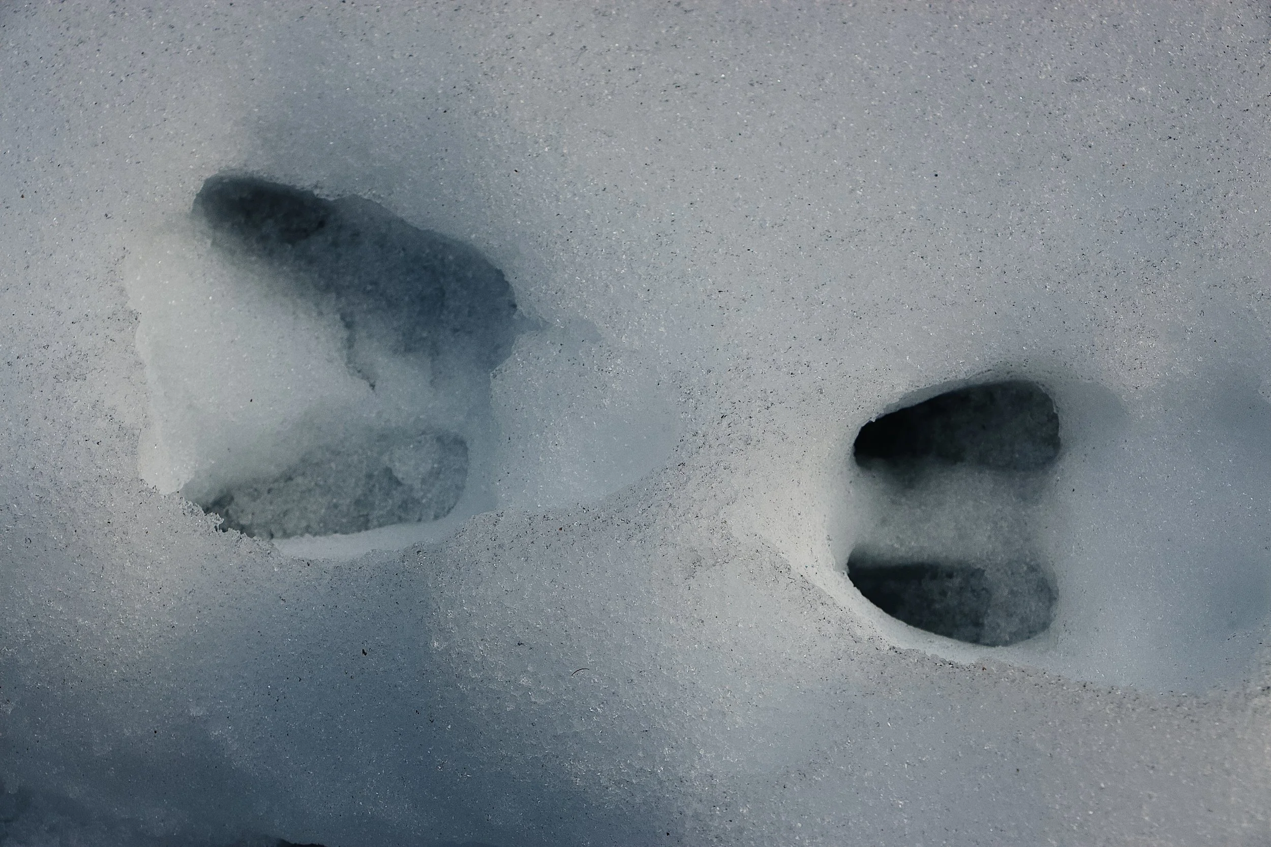 WILD CHILD Wintermission: I Spy Animal Tracks