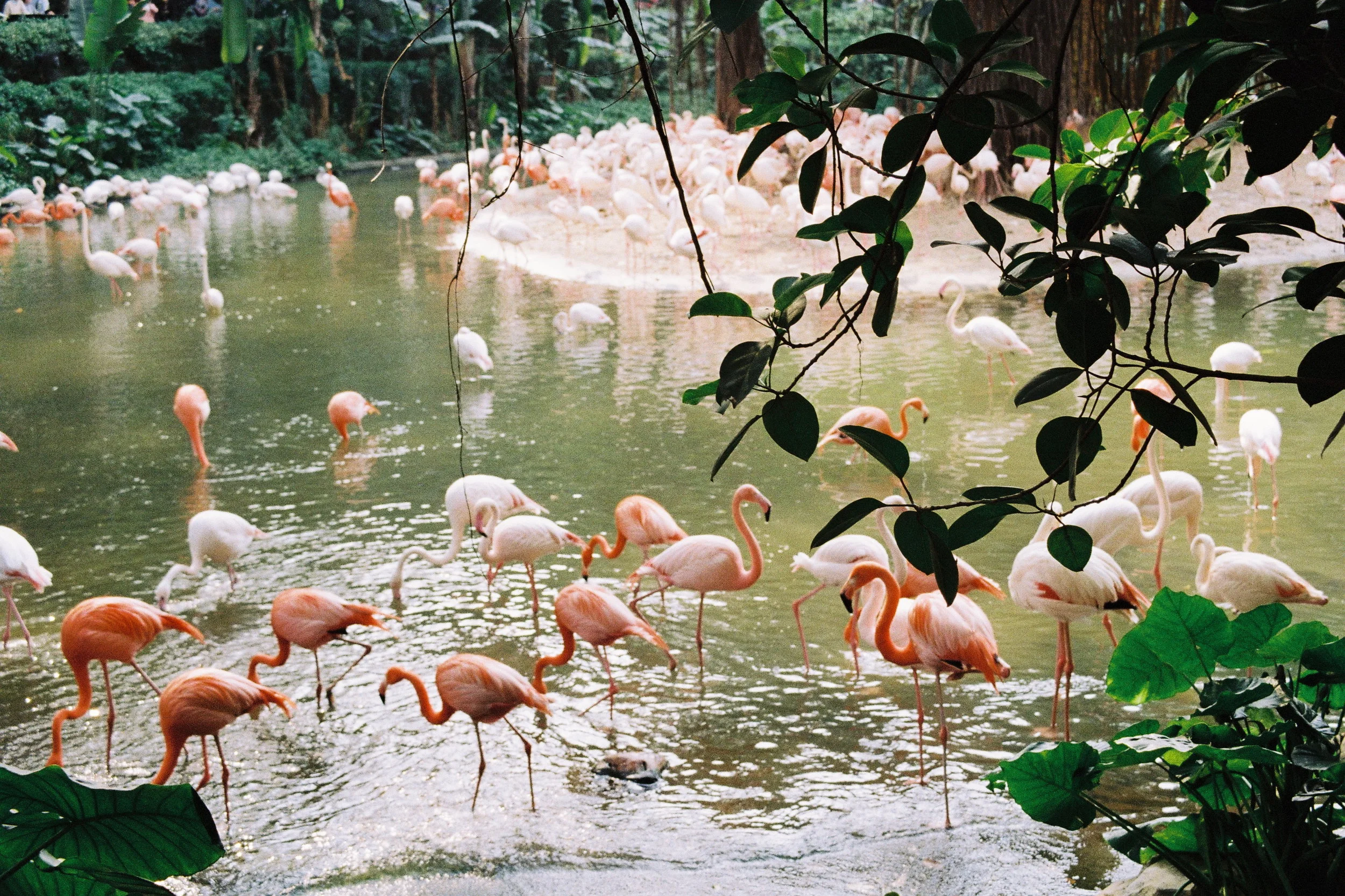 Virtual Events &amp; Activities for Your Family