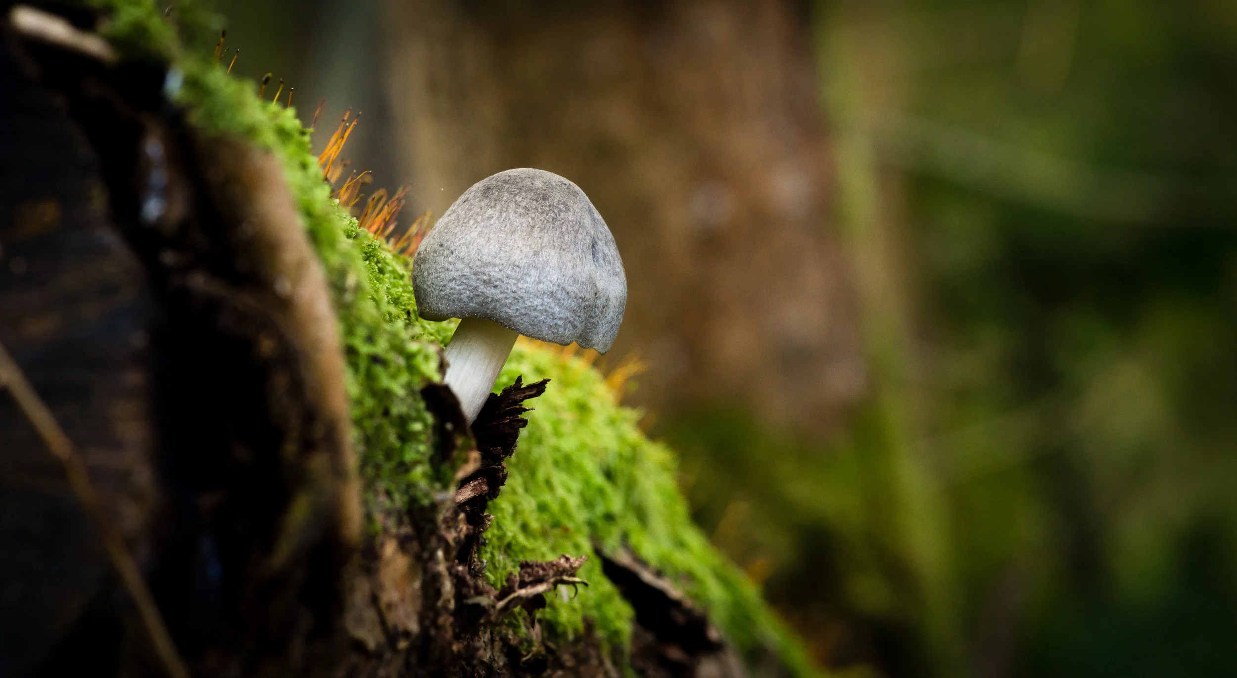 WILD CHILD I Spy: Fungi