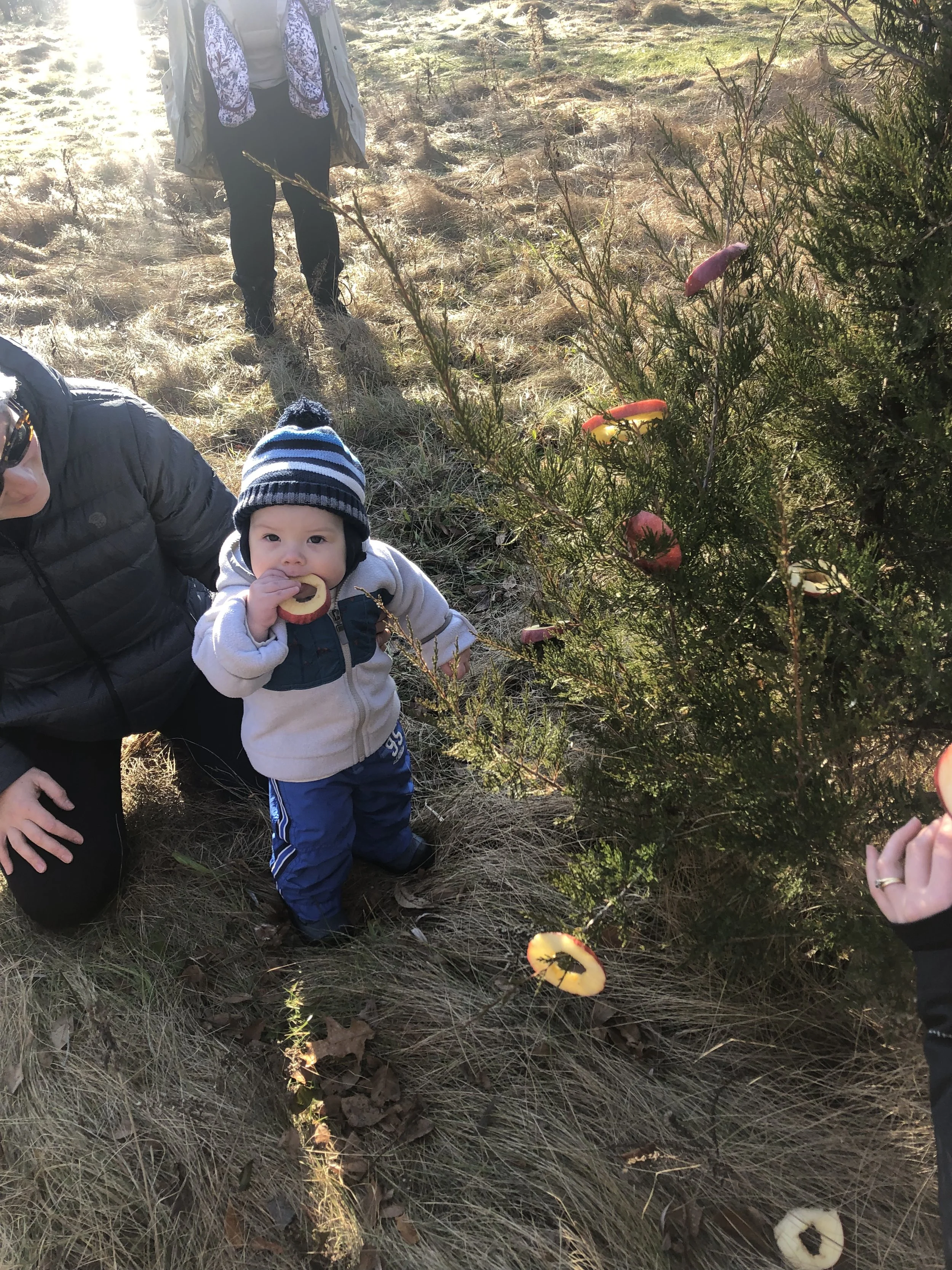 An Edible Tree for Wildlife