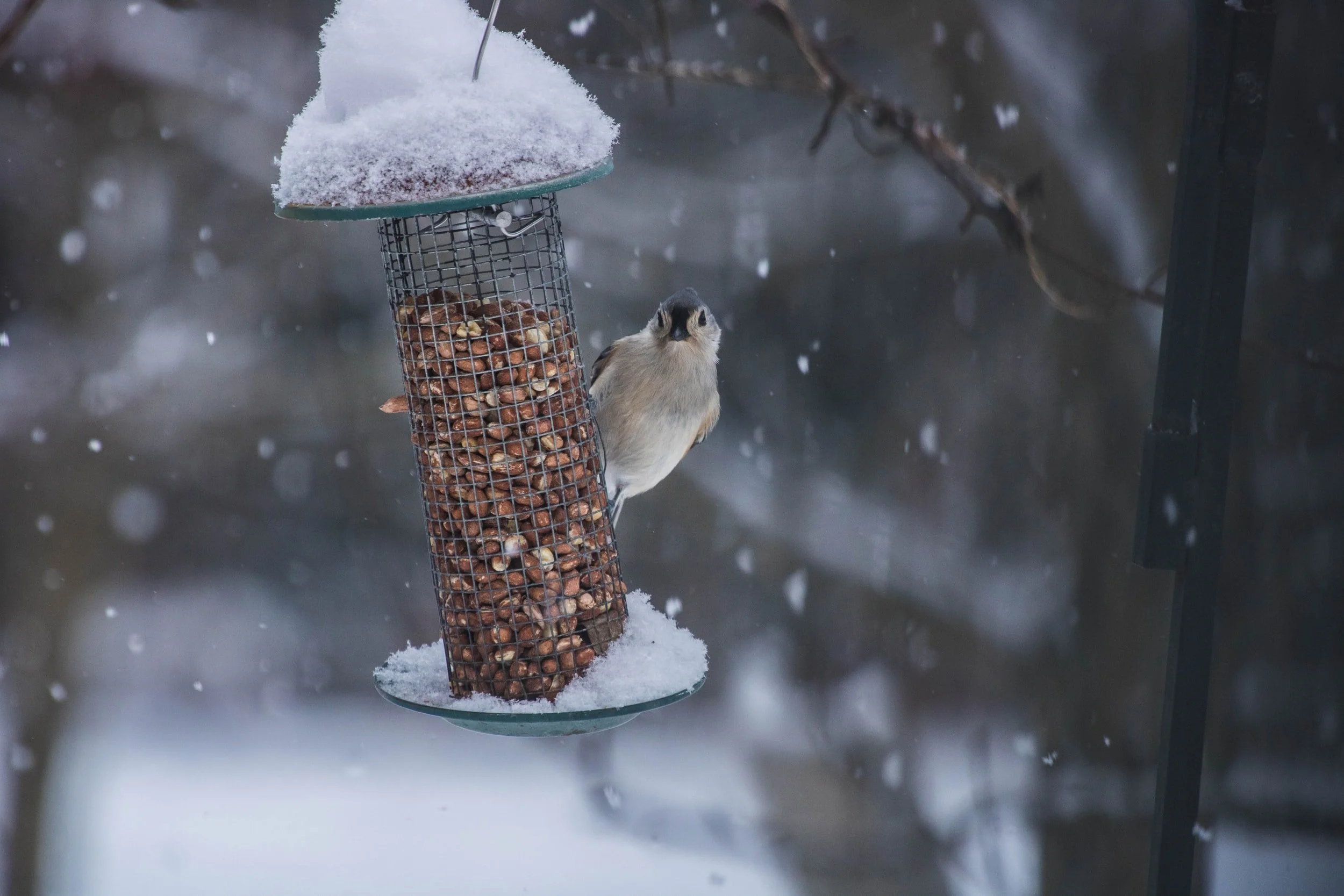 The Great Backyard Bird Count 2022