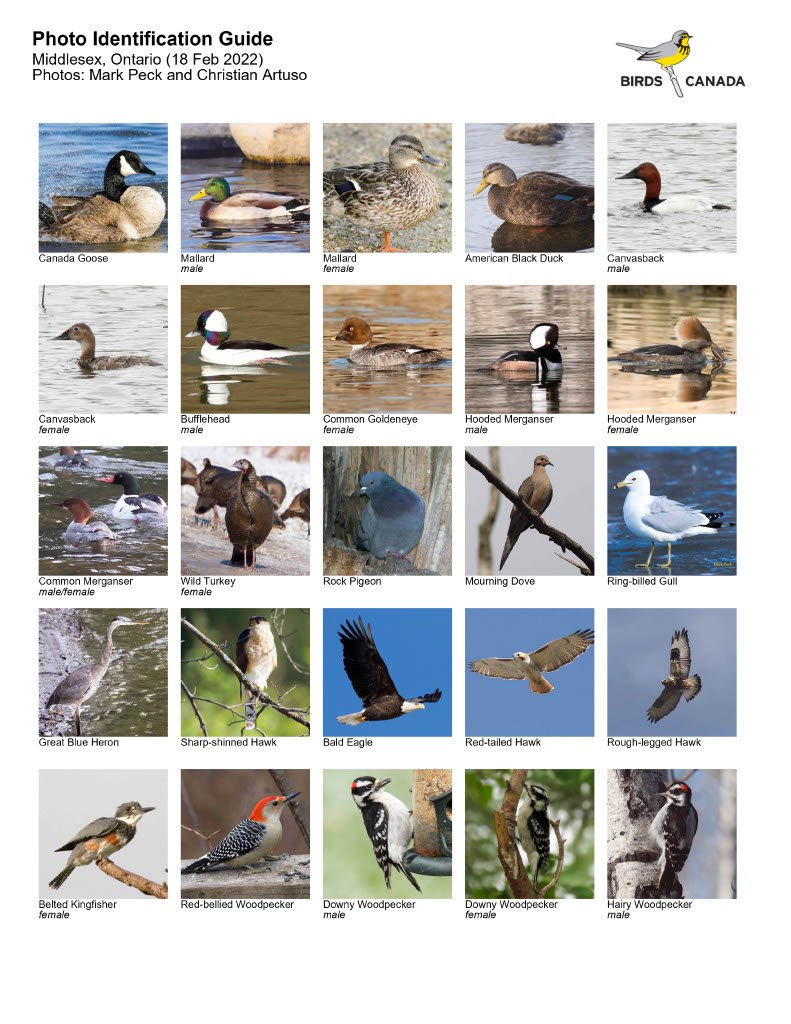 Photo Identification Guide Birds Middlesex London Feb 2022 - checklist1024_1.jpg