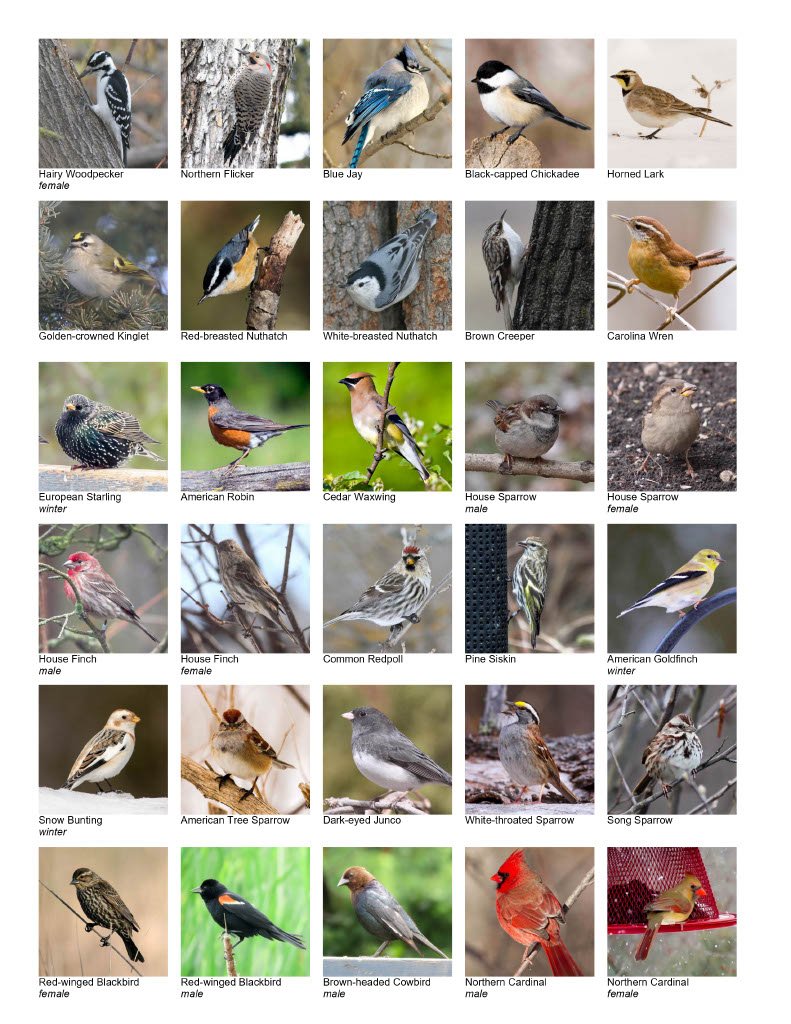 Photo Identification Guide Birds Middlesex London Feb 2022 - checklist1024_2.jpg