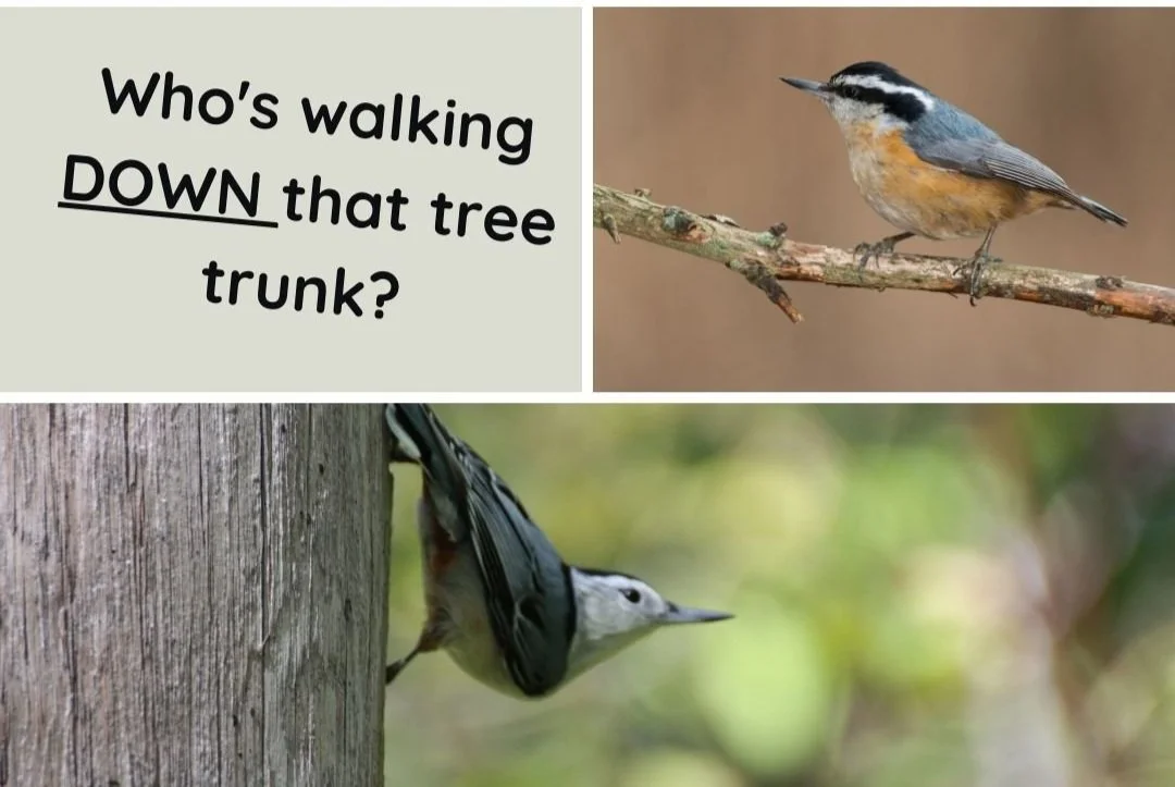 Wild Child: Who do I see walking DOWN the tree trunk?