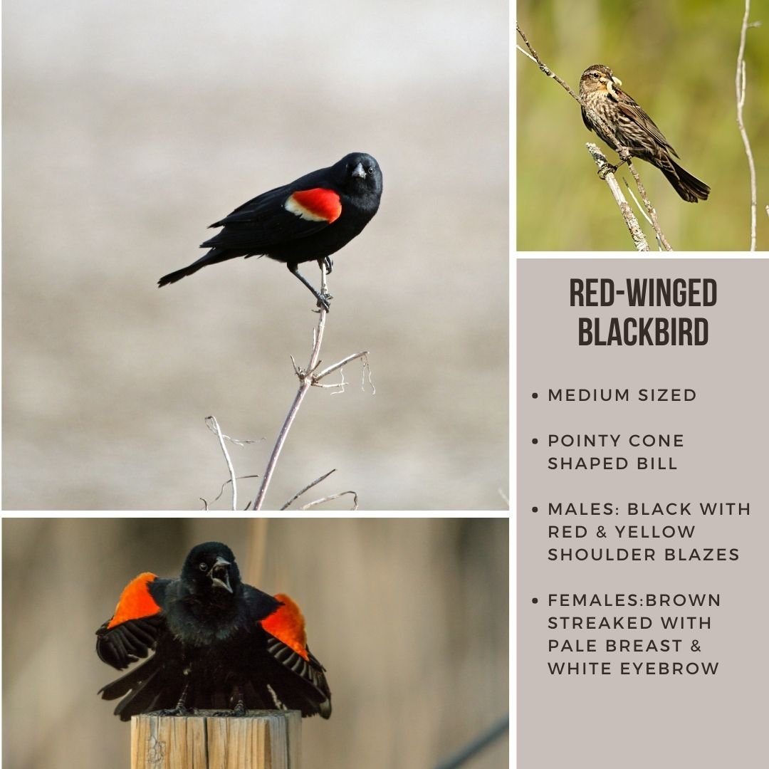 Wild child Red winged black bird(1).jpg
