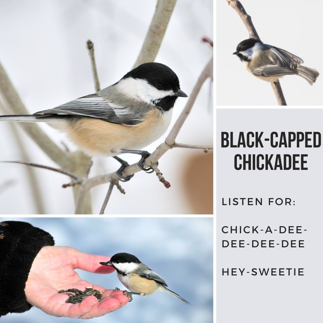 Black-Capped Chickadee.jpg