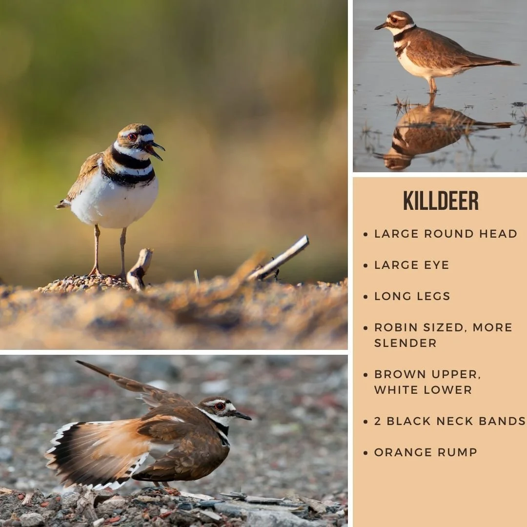 Killdeer in various identifying perspectives.jpg