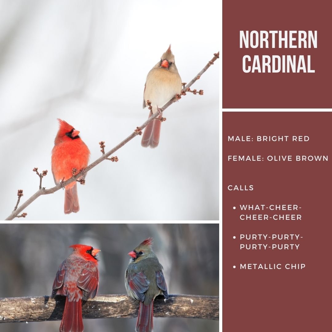 Northern Cardinals male and female front and back to show appearance.jpg