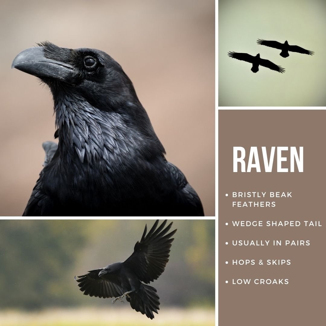 Raven images to show differences.jpg