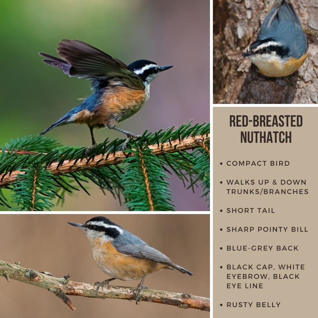 Rose-breasted nuthatch images.jpg