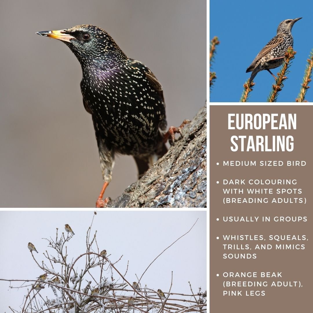 Starling images to show differences.jpg