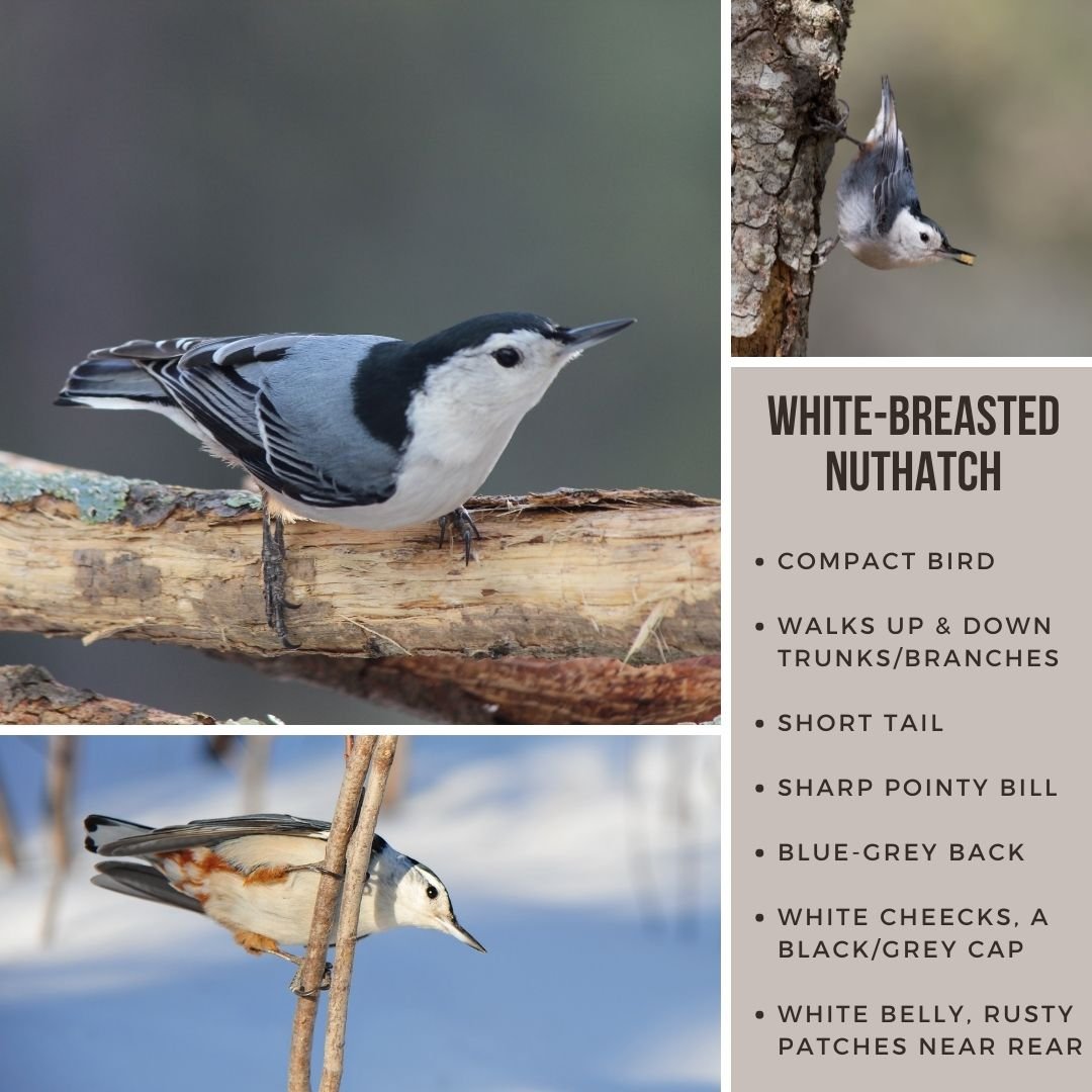 White breassted nuthatch images.jpg