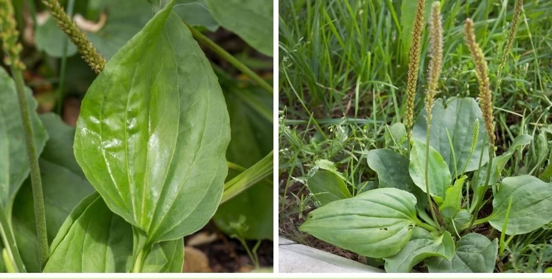 WILD CHILD: I Spy Plantain