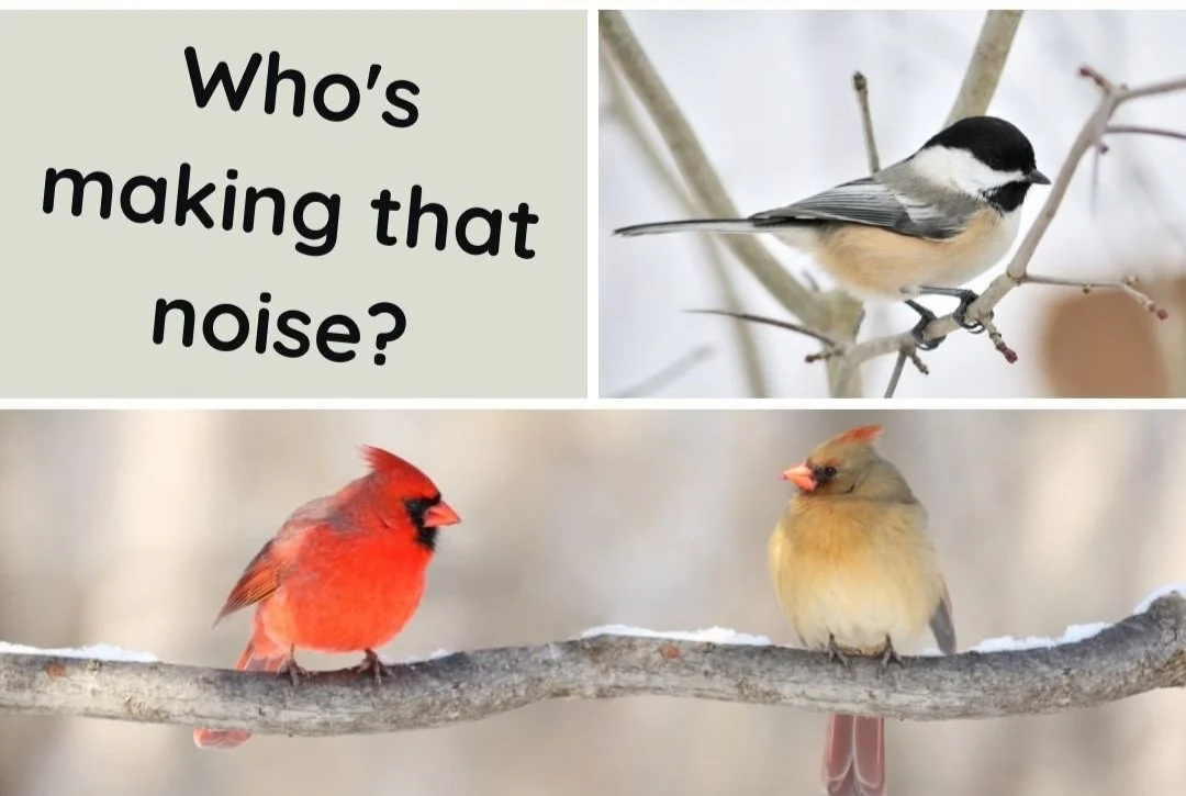 I spy & hear... so many birds