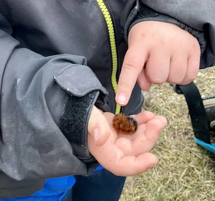 A Fuzzy Encounter: Discovering the Wonders of the Wooly Bear Caterpillar with Wild Child