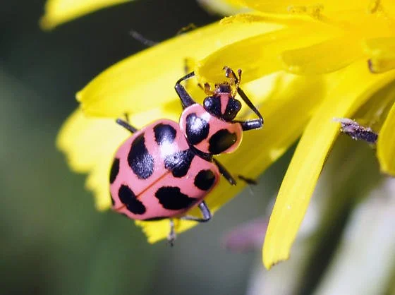 Exploring the World of Pink: A Wild Child Adventure with Pink Lady Beetles
