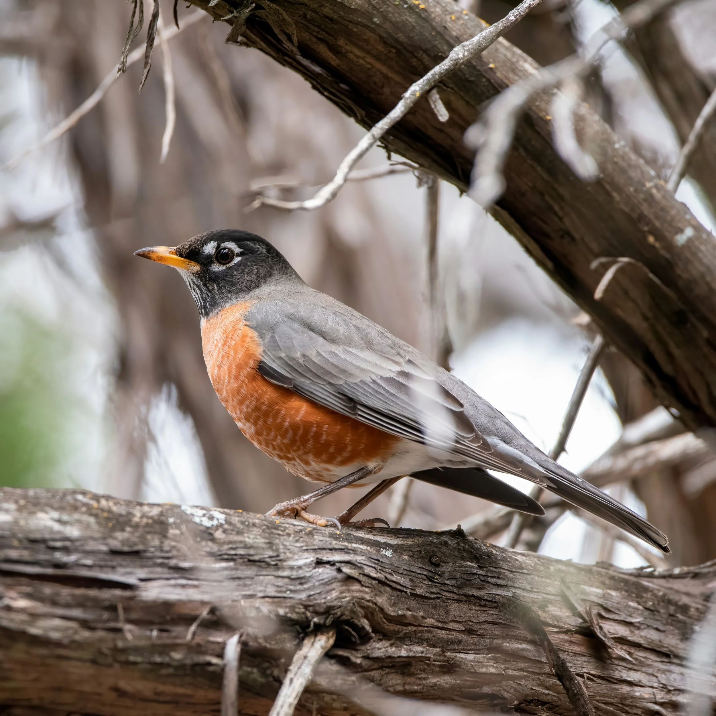 Spring's Symphony: Discovering London, Ontario's Wildlife with Wild Child