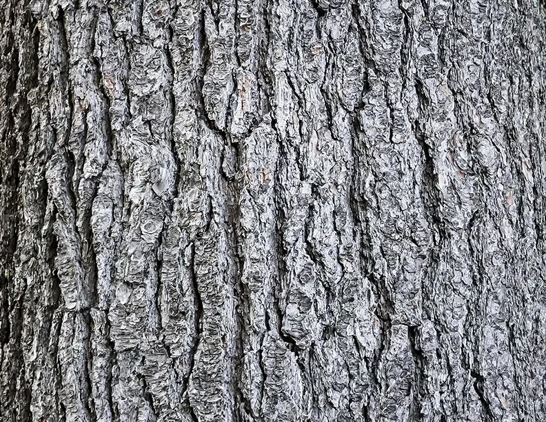 Bark Up the Right Tree: Identifying Common Trees in London, Ontario by Their Bark