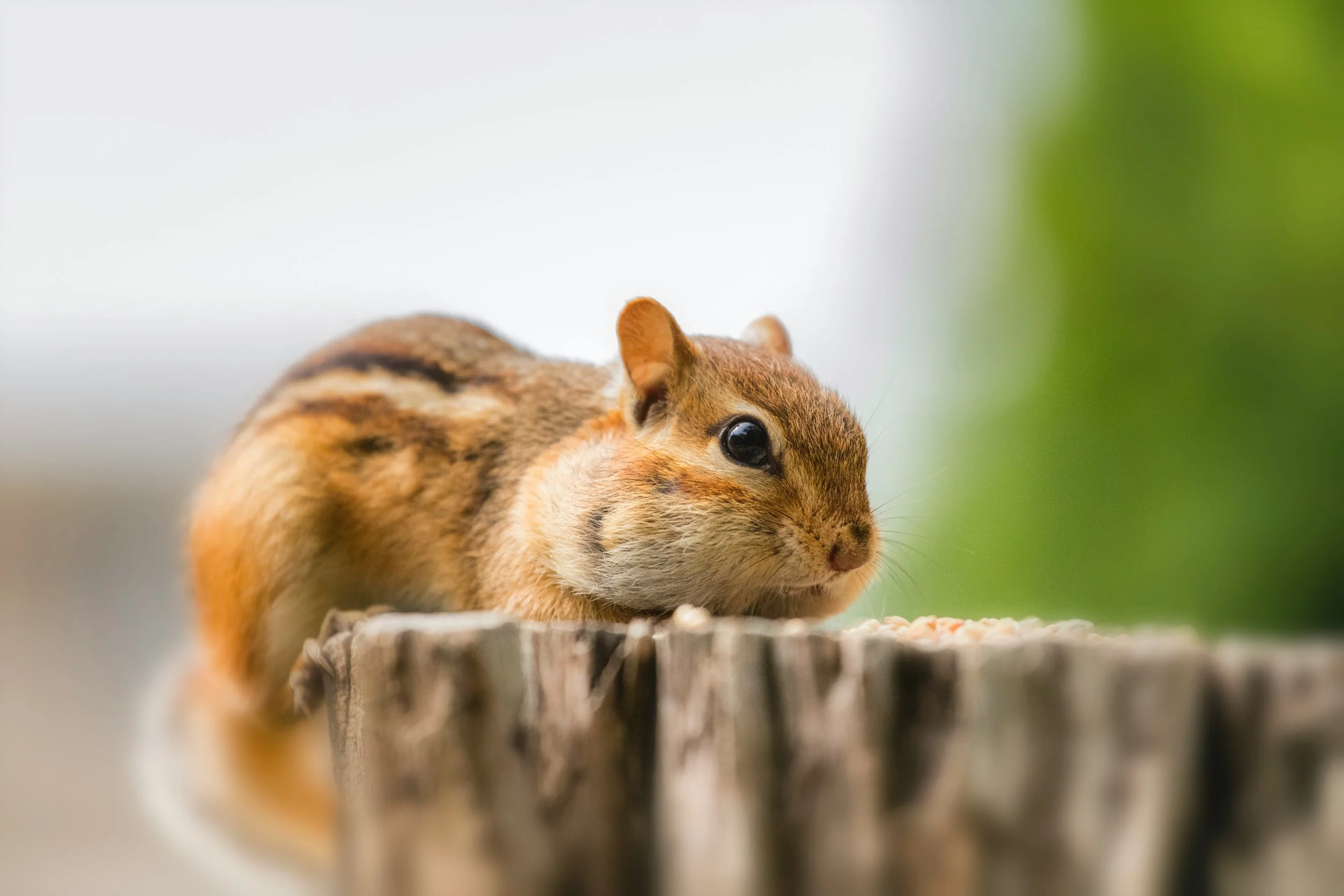 Nature's Shift: Animal Behaviors As Seasons Change