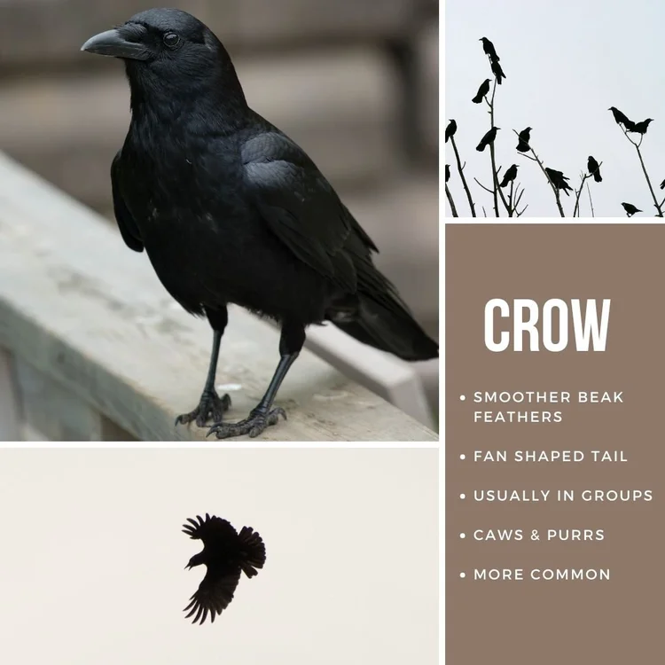 What's that bird? — Childreach