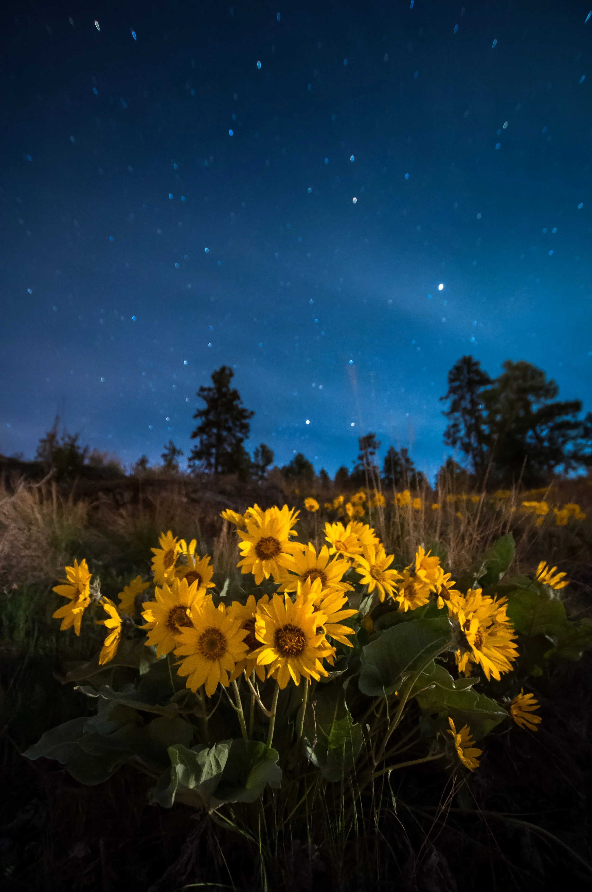 2014-04-19-ArrowleafBalsamroot-Okanagan_nightscape.jpg