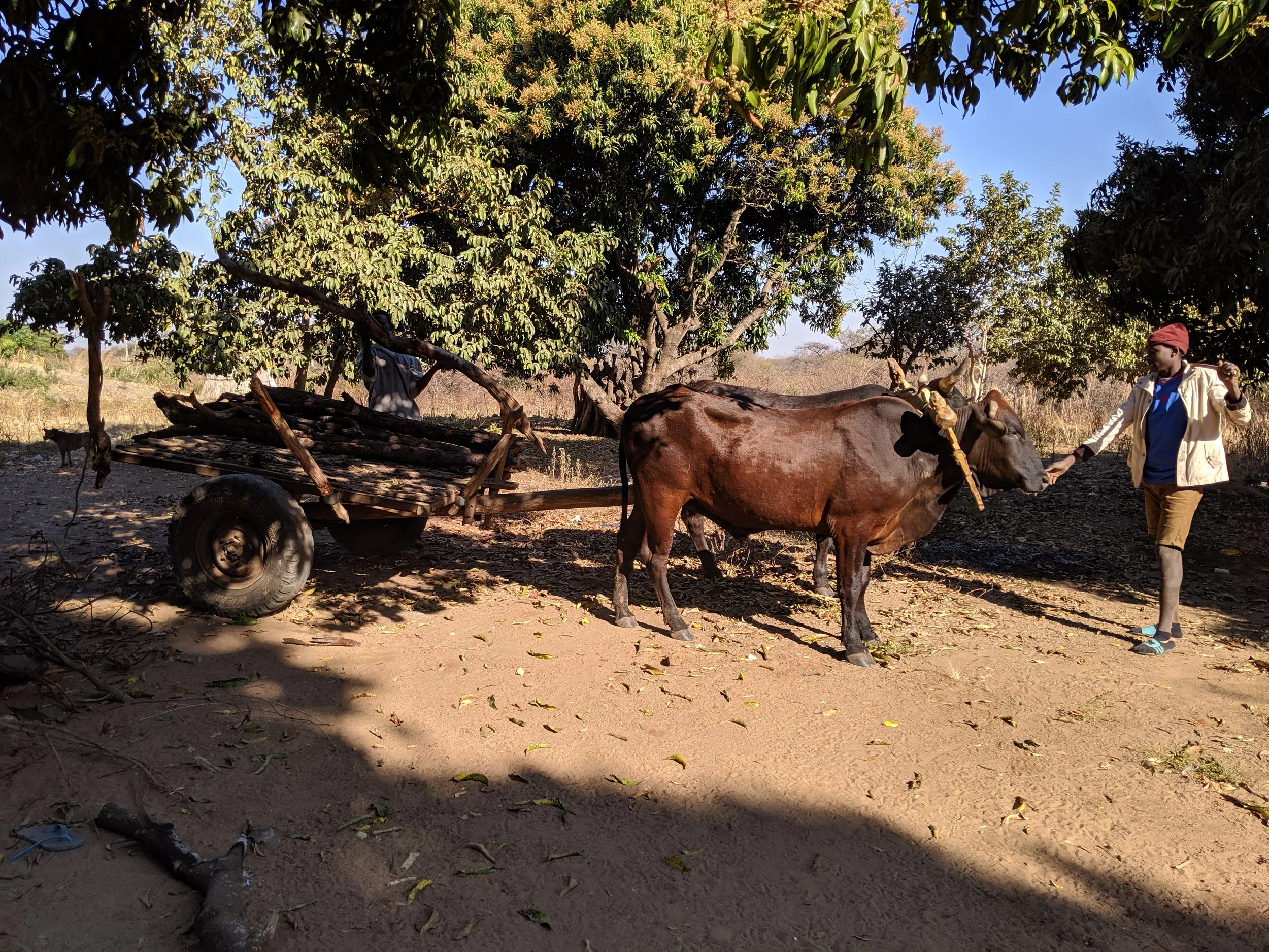 Chim and Mufulu bringing me firewood