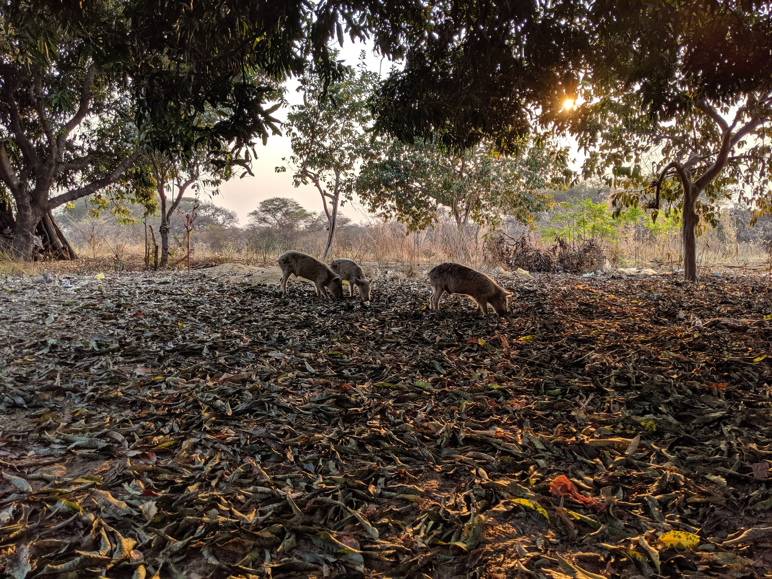 Pigs grazing for free