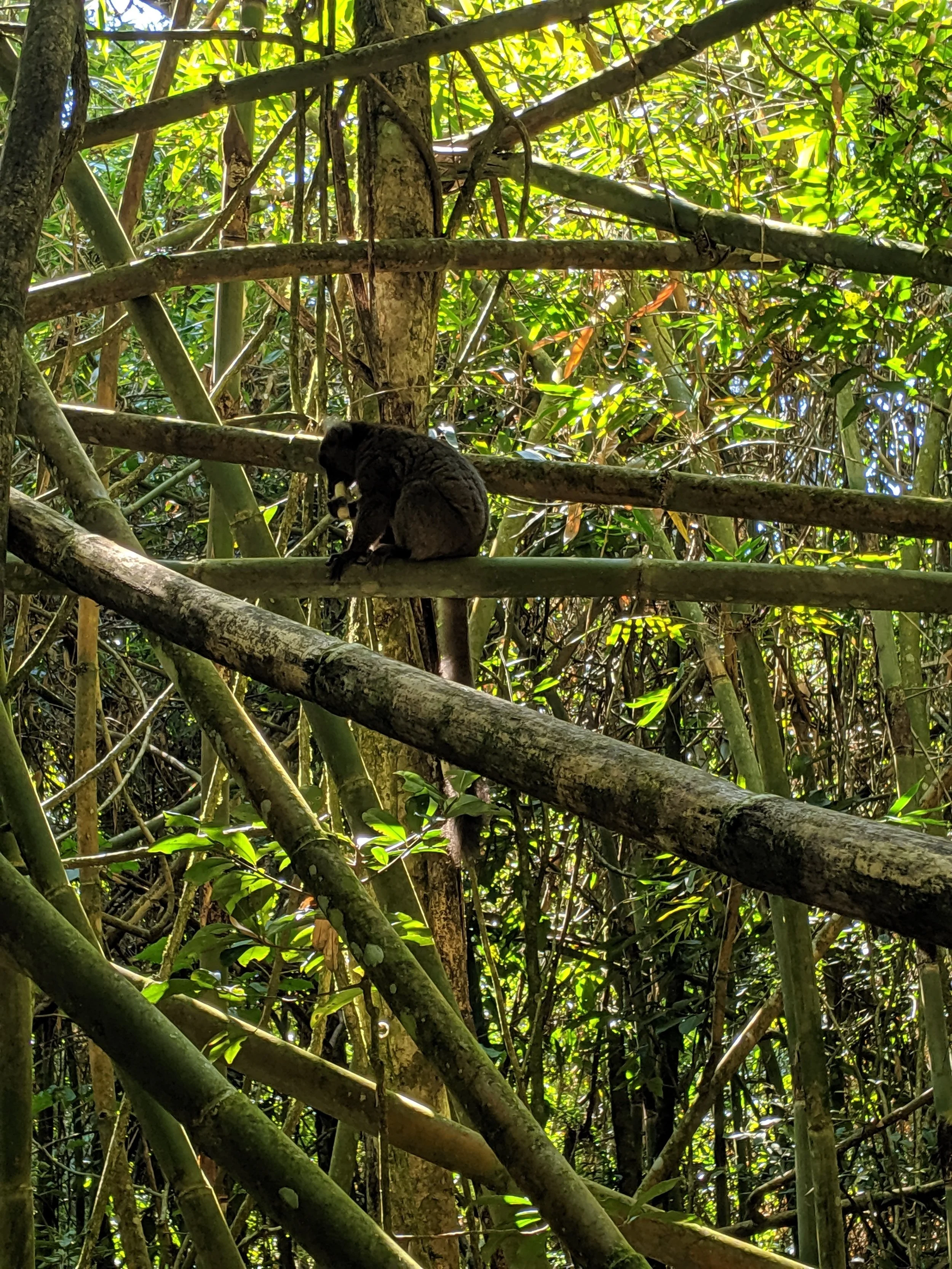 As you might expect, a greater bamboo lemur eating bamboo.