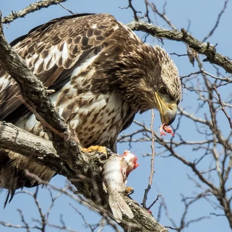 Photographing Bald Eagles along the Hudson