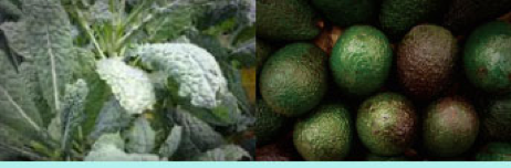 KaleandAvocadoSalad.png