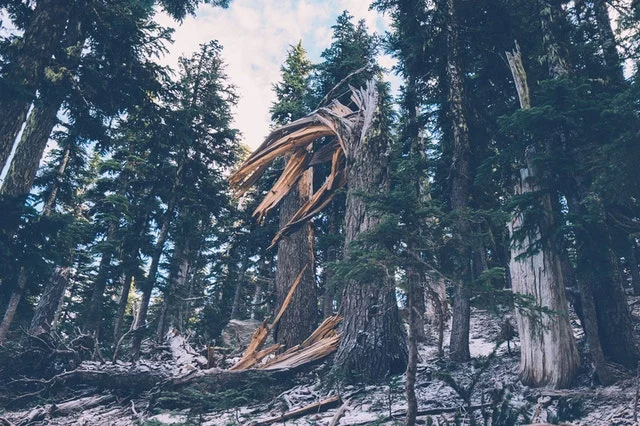 fallen-tree-5224 (1).jpg