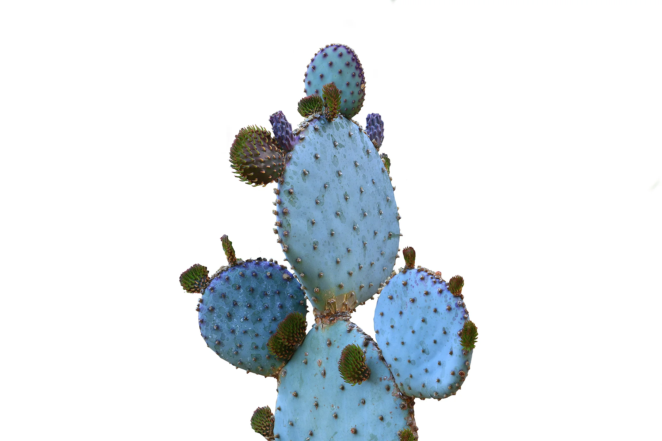 Purple Cactus.jpg